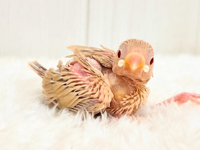 冬はカフェラテにモンブランはいかが？シナモン文鳥の雛が入舎しましたよ☕️