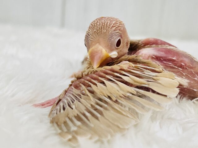 冬はカフェラテにモンブランはいかが?シナモン文鳥の雛が入舎しましたよ☕️ シナモン文鳥