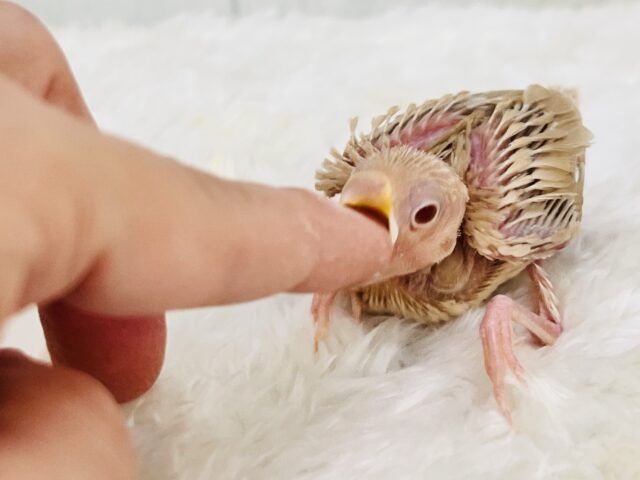 冬はカフェラテにモンブランはいかが?シナモン文鳥の雛が入舎しましたよ☕️ シナモン文鳥