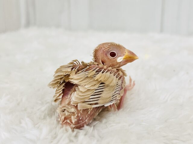 冬はカフェラテにモンブランはいかが?シナモン文鳥の雛が入舎しましたよ☕️ シナモン文鳥