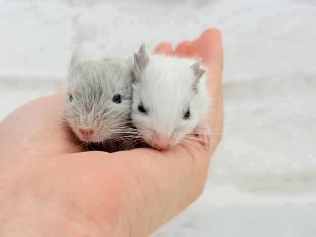 ピンクのお鼻のとっとこ隊🐭🌿デグー(ホワイトパイド)男の子 デグー