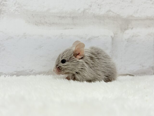 癒し系アイドル🐭🫧デグー(シルバー) 女の子 デグー