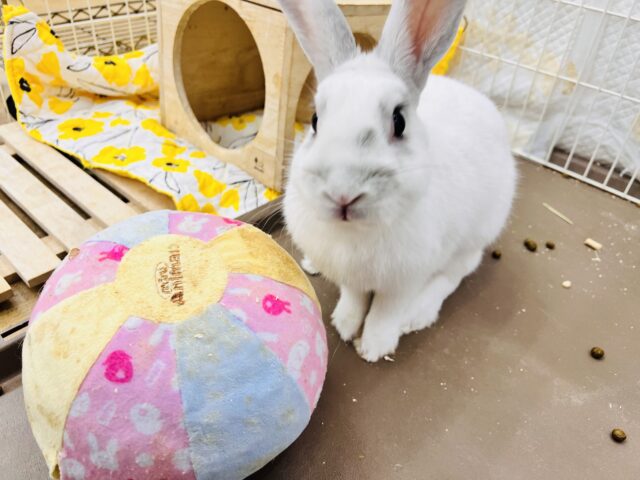 ミニウサギ