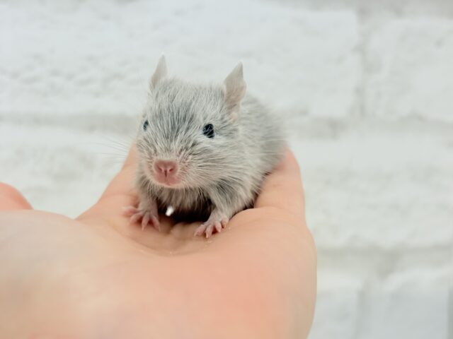 癒し系アイドル🐭🫧デグー(シルバー) 女の子 デグー