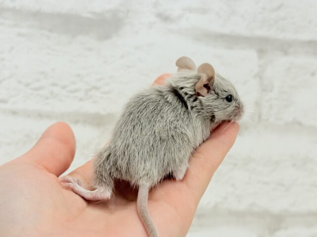 癒し系アイドル🐭🫧デグー(シルバー) 女の子 デグー