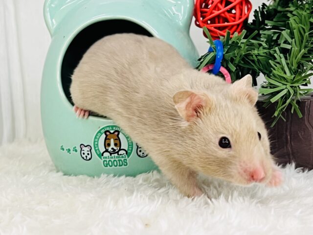 おっとりおだやかなレアなハムちゃんだよ🐹 ゴールデンハムスター