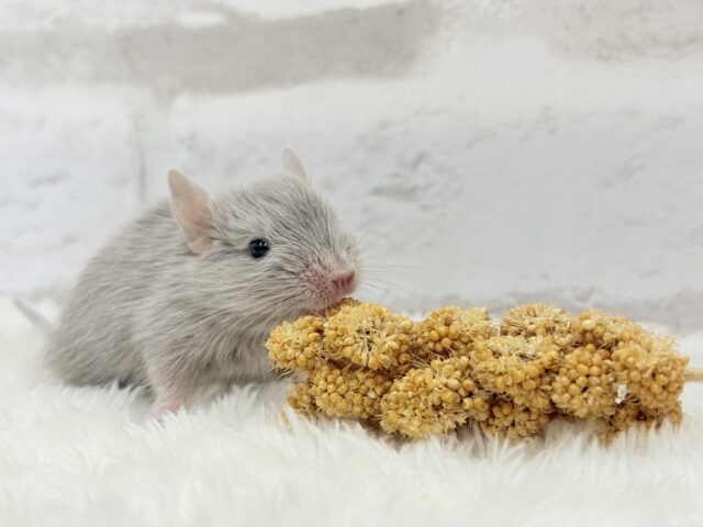 癒し系アイドル🐭🫧デグー(シルバー) 女の子 デグー