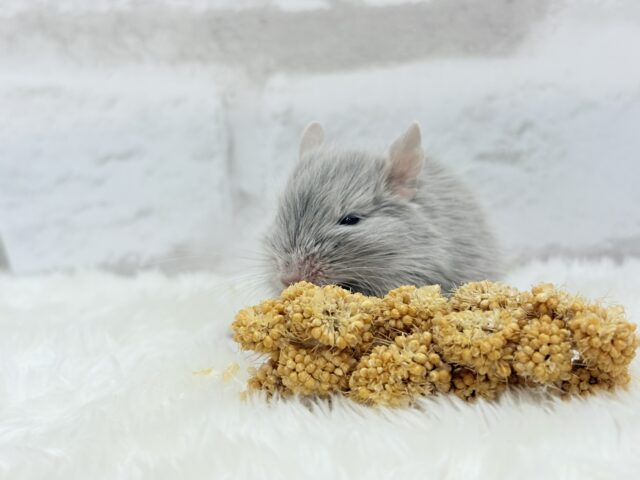 癒し系アイドル🐭🫧デグー(シルバー) 女の子 デグー