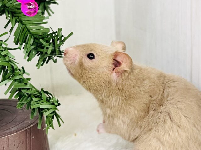 ゴールデンハムスター