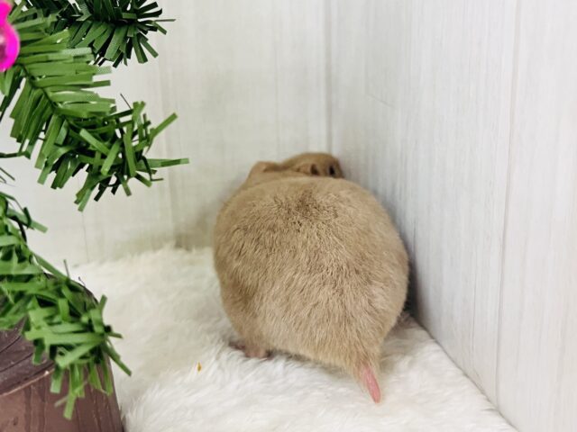 おっとりおだやかなレアなハムちゃんだよ🐹 ゴールデンハムスター