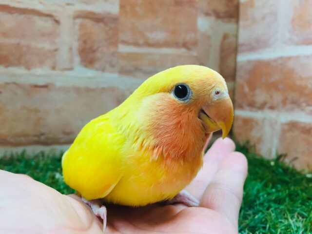優しい黄色のコザクラインコ💚💛(ゴールデン系) コザクラインコ(小桜インコ)