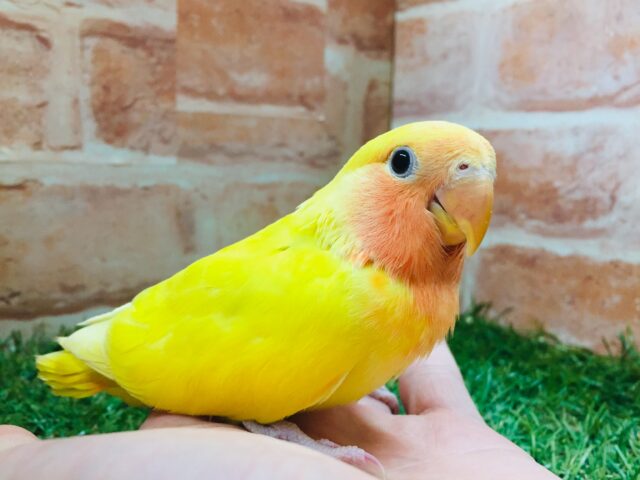 優しい黄色のコザクラインコ💚💛(ゴールデン系) コザクラインコ(小桜インコ)