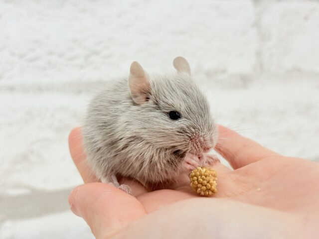 癒し系アイドル🐭🫧デグー(シルバー) 女の子 デグー