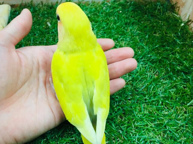 優しい黄色のコザクラインコ💚💛(ゴールデン系) コザクラインコ(小桜インコ)