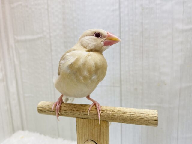シナモン文鳥