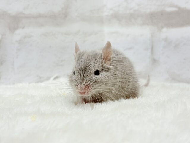 癒し系アイドル🐭🫧デグー(シルバー) 女の子 デグー