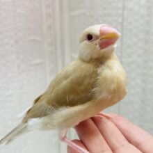 最新画像有ります⭐️甘々カフェラテカラー🤎にミルクが少し〜シナモン文鳥ヒナさん