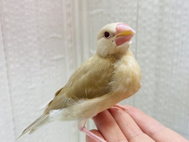 最新画像有ります⭐️甘々カフェラテカラー🤎にミルクが少し〜シナモン文鳥ヒナさん
