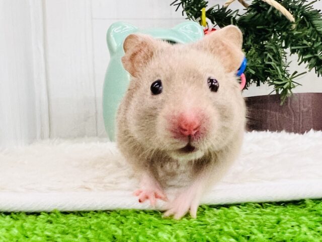 おっとりおだやかなレアなハムちゃんだよ🐹 ゴールデンハムスター