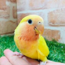 優しい黄色のコザクラインコ💚💛（ゴールデン系）