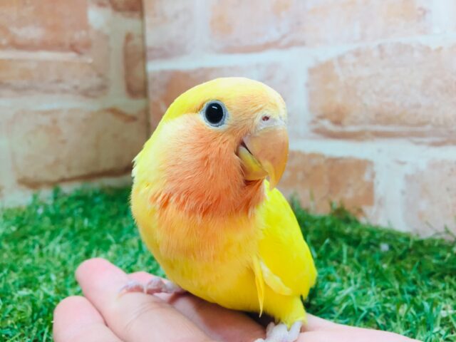 優しい黄色のコザクラインコ💚💛(ゴールデン系) コザクラインコ(小桜インコ)