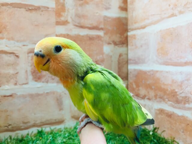 色とりどりのコザクラちゃんがやってきましたよ~💙💚💛 コザクラインコ(タイガーチェリー) コザクラインコ(小桜インコ)