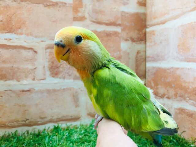 色とりどりのコザクラちゃんがやってきましたよ~💙💚💛 コザクラインコ(タイガーチェリー) コザクラインコ(小桜インコ)