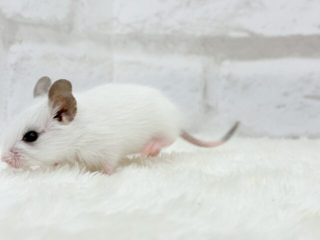 ピンクのお鼻のとっとこ隊🐭🌿デグー(ホワイトパイド)男の子 デグー