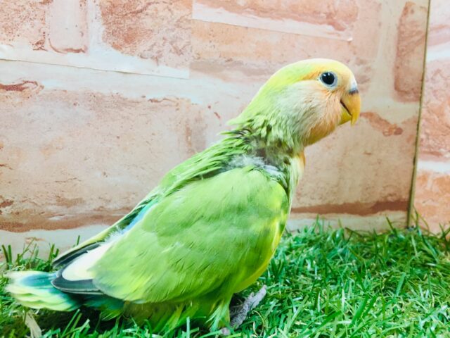 色とりどりのコザクラちゃんがやってきましたよ~💙💚💛 コザクラインコ(タイガーチェリー) コザクラインコ(小桜インコ)