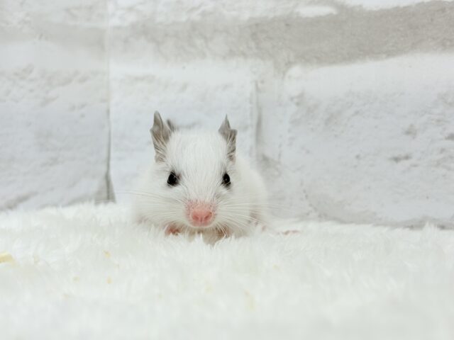 ピンクのお鼻のとっとこ隊🐭🌿デグー(ホワイトパイド)男の子 デグー