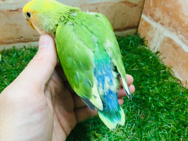 色とりどりのコザクラちゃんがやってきましたよ~💙💚💛 コザクラインコ(タイガーチェリー) コザクラインコ(小桜インコ)