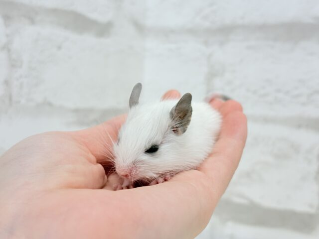 ピンクのお鼻のとっとこ隊🐭🌿デグー(ホワイトパイド)男の子 デグー