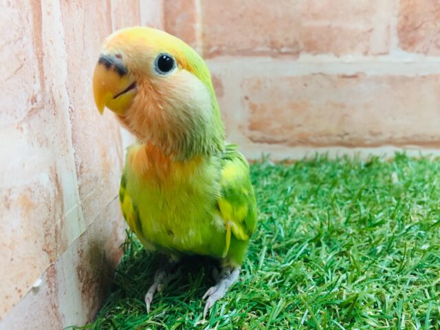 色とりどりのコザクラちゃんがやってきましたよ~💙💚💛 コザクラインコ(タイガーチェリー) コザクラインコ(小桜インコ)
