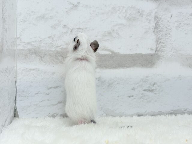 ピンクのお鼻のとっとこ隊🐭🌿デグー(ホワイトパイド)男の子 デグー
