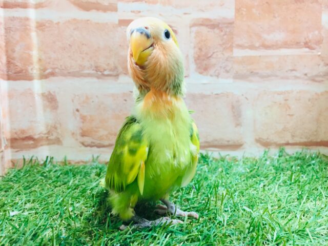 色とりどりのコザクラちゃんがやってきましたよ~💙💚💛 コザクラインコ(タイガーチェリー) コザクラインコ(小桜インコ)