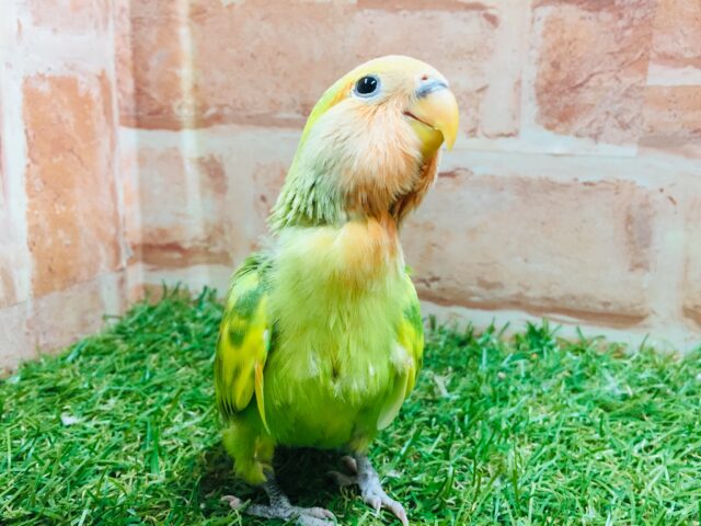 色とりどりのコザクラちゃんがやってきましたよ~💙💚💛 コザクラインコ(タイガーチェリー) コザクラインコ(小桜インコ)