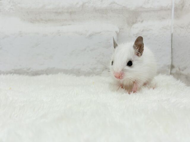 ピンクのお鼻のとっとこ隊🐭🌿デグー(ホワイトパイド)男の子 デグー