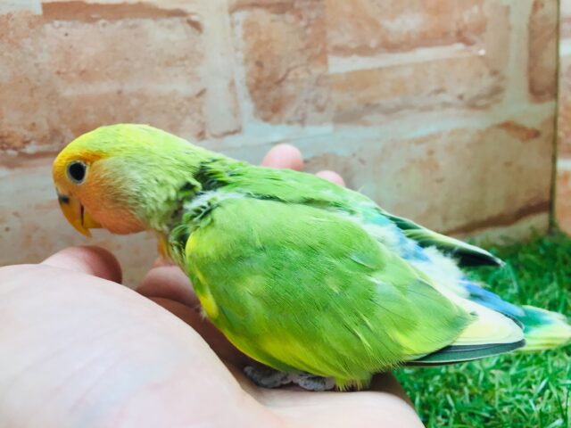 色とりどりのコザクラちゃんがやってきましたよ~💙💚💛 コザクラインコ(タイガーチェリー) コザクラインコ(小桜インコ)
