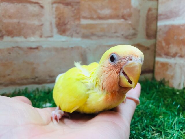 明るい色合いが魅力的💛💛 コザクラインコ(ルチノー) コザクラインコ(小桜インコ)