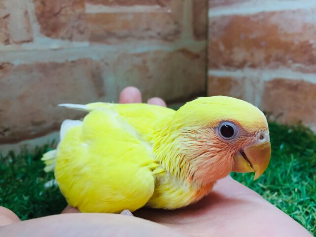 明るい色合いが魅力的💛💛 コザクラインコ(ルチノー) コザクラインコ(小桜インコ)