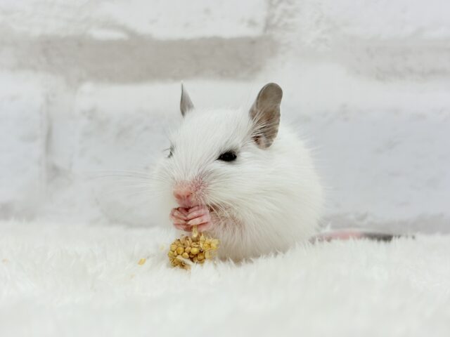 ピンクのお鼻のとっとこ隊🐭🌿デグー(ホワイトパイド)男の子 デグー