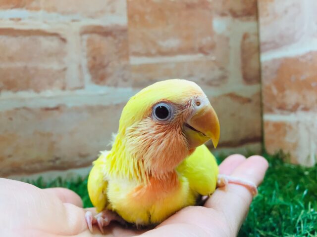 明るい色合いが魅力的💛💛 コザクラインコ(ルチノー) コザクラインコ(小桜インコ)