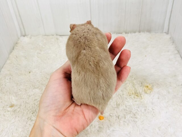 おっとりおだやかなレアなハムちゃんだよ🐹 ゴールデンハムスター