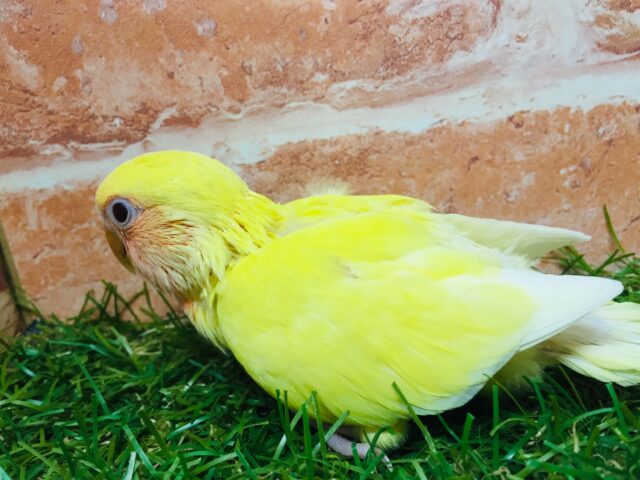 明るい色合いが魅力的💛💛 コザクラインコ(ルチノー) コザクラインコ(小桜インコ)