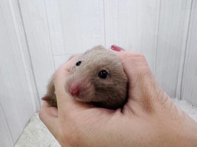 おっとりおだやかなレアなハムちゃんだよ🐹 ゴールデンハムスター