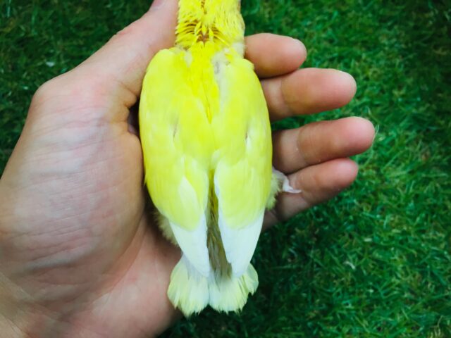 明るい色合いが魅力的💛💛 コザクラインコ(ルチノー) コザクラインコ(小桜インコ)