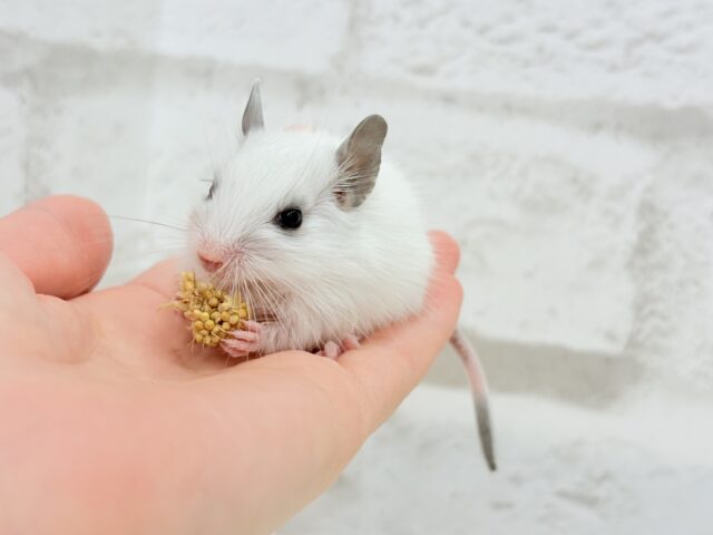 ピンクのお鼻のとっとこ隊🐭🌿デグー(ホワイトパイド)男の子 デグー