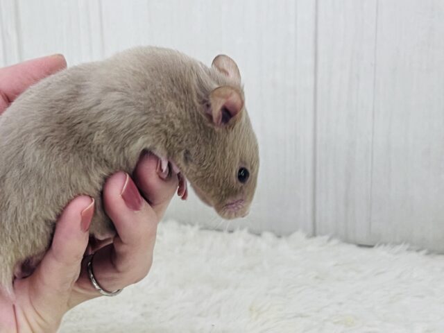 ゴールデンハムスター