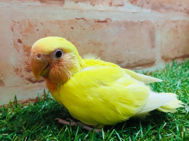 明るい色合いが魅力的💛💛 コザクラインコ(ルチノー) コザクラインコ(小桜インコ)