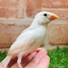 白文鳥さんがやってきましたよ～🎵🎵🎵